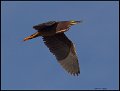 _6SB2484 green heron